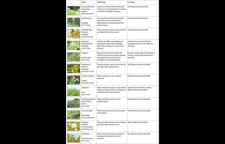 Eine Übersicht der häufigsten Neophyten. In der folgenden Galerie finden Sie die Bilder der einzelnen Pflanzen im Grossformat. Zur vergrösserten Ansicht der Tabelle, klicken Sie auf das Bild.