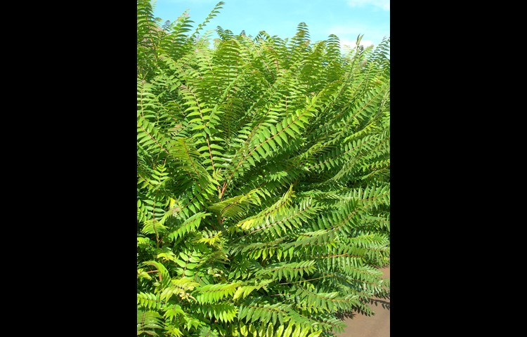 Götterbaum, Baum, bis 25 Meter hoch.