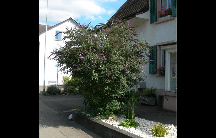 Schmetterlingsstrauch (Sommerflieder), Strauch, bis 3 Meter hoch.