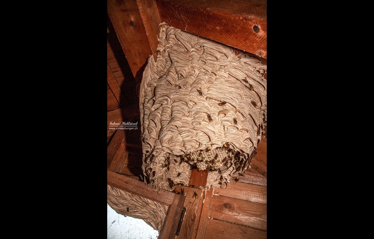 Weitere Impressionen von Hornissen und ihren Nestern.