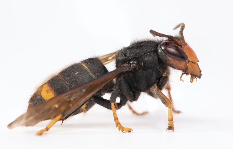 Bei der Asiatischen Hornisse dominiert die schwarze Grundfärbung. Zudem ist die Kopfvorderseite orange statt gelb. Bei der Asiatischen Hornisse dominiert die schwarze Grundfärbung. Zudem ist die Kopfvorderseite orange statt gelb.