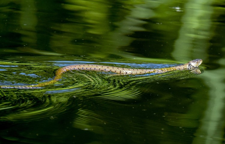 Das Kielwasser verrät die Ringelnatter im Wasser. Das Kielwasser verrät die Ringelnatter im Wasser.