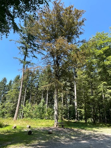 Noch steht die knapp 100-jährige Blutbuche auf der Lichtung im Wald des Stammbergs. Noch steht die knapp 100-jährige Blutbuche auf der Lichtung im Wald des Stammbergs.