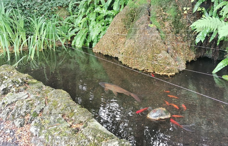 Einige der in Gartenteichen (im Bild der Schlosspark Andelfingen) und in Aquarien lebenden Tiere können «in Freiheit» die heimische Flora und Fauna bedrohen. Einige der in Gartenteichen (im Bild der Schlosspark Andelfingen) und in Aquarien lebenden Tiere können «in Freiheit» die heimische Flora und Fauna bedrohen.