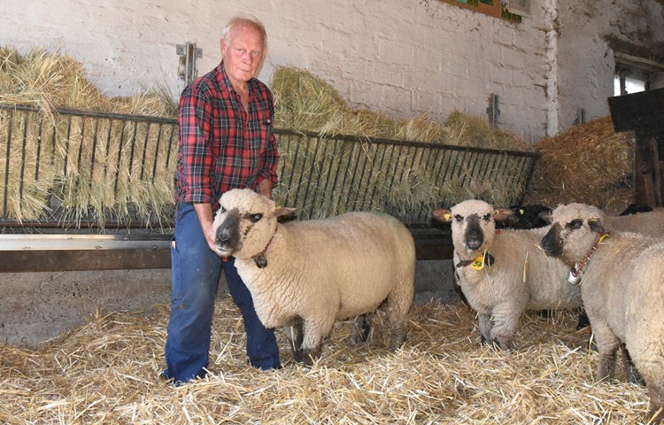 Arthur Bosshard mit einem Braunköpfigen Fleischschaf, das an der Olma zu sehen sein wird. Arthur Bosshard mit einem Braunköpfigen Fleischschaf, das an der Olma zu sehen sein wird.