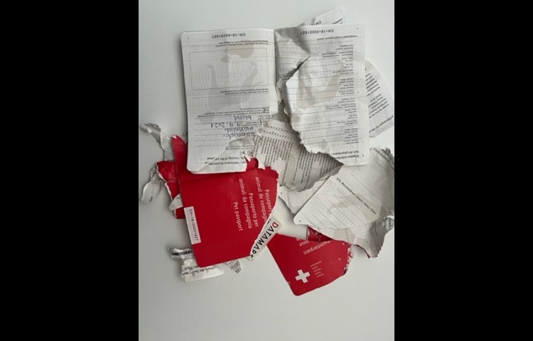 Einen Welpen aufzuziehen ist nicht ohne: Codys erster Impfpass. Oder was davon übrigblieb...