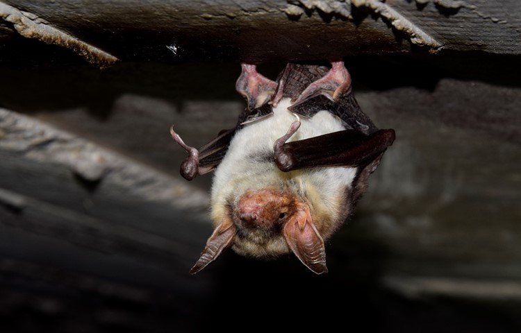 Die Weibchen der Grossen Mausohren kehren im Frühling in ausgesuchte Gebäude zurück, um ihre Jungen aufzuziehen. Die Weibchen der Grossen Mausohren kehren im Frühling in ausgesuchte Gebäude zurück, um ihre Jungen aufzuziehen.