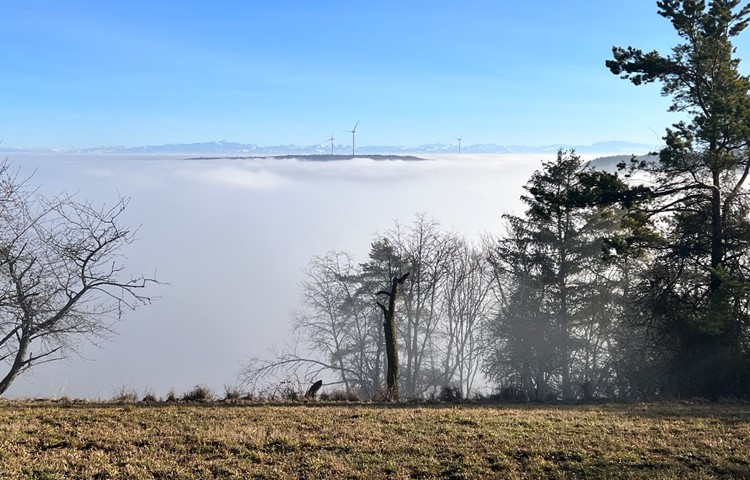 Blick von Bargen: Im Hintergrund Säntis und Churfirsten, davor lugen die Windräder von Verenaforen aus dem Nebel, die unter dem Deckel nicht zu sehen sind. Blick von Bargen: Im Hintergrund Säntis und Churfirsten, davor lugen die Windräder von Verenaforen aus dem Nebel, die unter dem Deckel nicht zu sehen sind.
