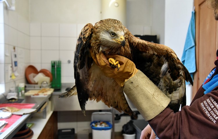 Einer der derzeit seltenen Hungervögel: Ein Rotmilan, der bereits zum vierten Mal Gast in der Greifvogelstation ist. Einer der derzeit seltenen Hungervögel: Ein Rotmilan, der bereits zum vierten Mal Gast in der Greifvogelstation ist.