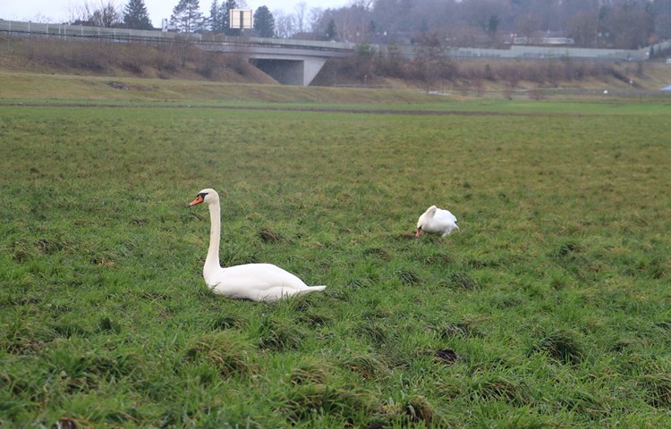 Im Oerlinger Ried wurde Ende 2023 ein Schwan gefunden, der am Vogelgrippevirus verendet war. Im Oerlinger Ried wurde Ende 2023 ein Schwan gefunden, der am Vogelgrippevirus verendet war.