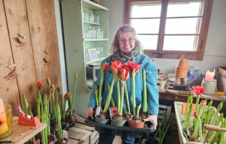 Kerstin Marrek bietet in ihrem Blumenwagen Amaryllen in verschiedenen Farben und Stadien an. Kerstin Marrek bietet in ihrem Blumenwagen Amaryllen in verschiedenen Farben und Stadien an.