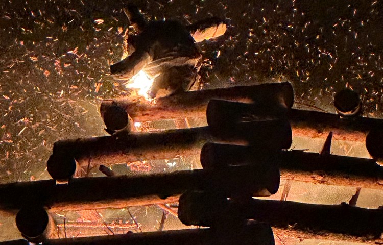 In Guntalingen akzeptierte der Böögg sein Schicksal mit der Anmut eines Balletttänzers. In Guntalingen akzeptierte der Böögg sein Schicksal mit der Anmut eines Balletttänzers.
