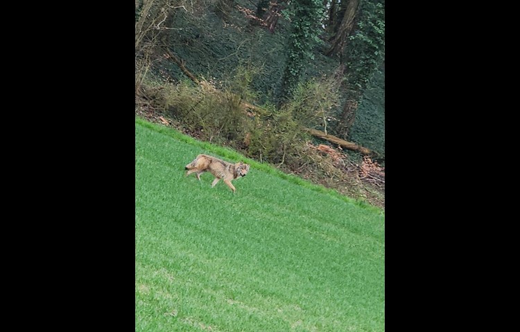 Der Wolf in Schlattingen.