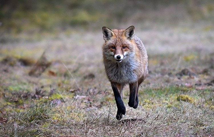 Die Gäste staunten beim Bildervortrag über faszinierende Tieraufnahmen – Fuchs, … Die Gäste staunten beim Bildervortrag über faszinierende Tieraufnahmen – Fuchs, …