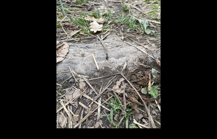 …  ragten im Kohlfirstwald zum Teil aus Wurzeln heraus.