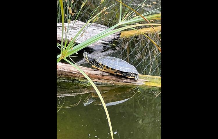 Eine Gelbwangen-Schildkröte im Teich von Mahlers.