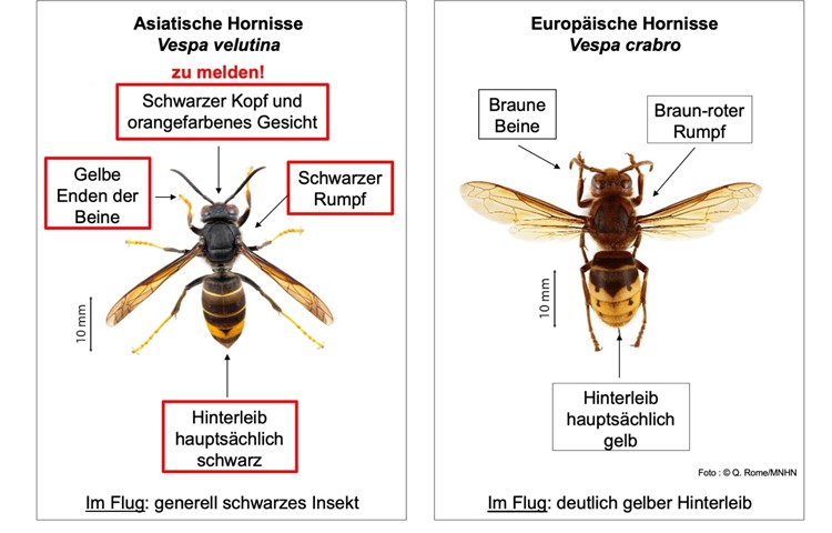 Mehr Schwarz, aber gelbe Beine: Das sind die Hauptunterschiede. Mehr Schwarz, aber gelbe Beine: Das sind die Hauptunterschiede.