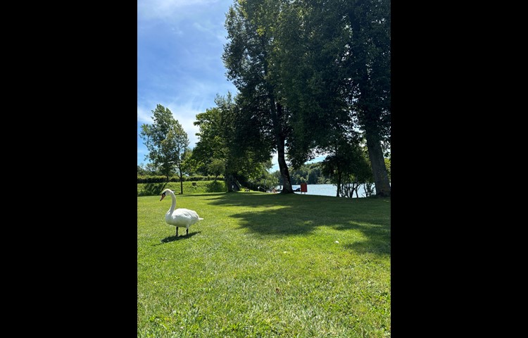 Auch dem grössten Wasservogel Europas gefällt es im Büsinger Lido.