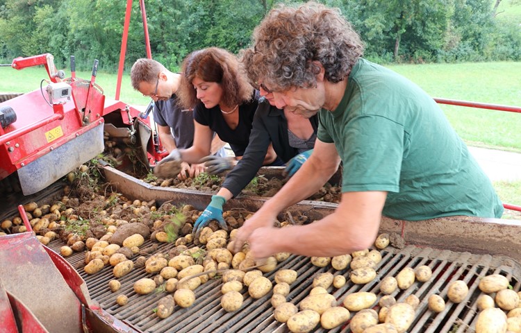 Der Vollernter führt die Kartoffeln über ein Förderband auf den Verlesetisch. Biolandwirt Heinz Höneisen (rechts) sortiert die Steine und Erdklumpen sogar ohne Handschuhe aus. Der Vollernter führt die Kartoffeln über ein Förderband auf den Verlesetisch. Biolandwirt Heinz Höneisen (rechts) sortiert die Steine und Erdklumpen sogar ohne Handschuhe aus.