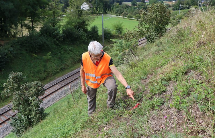 Das Bahnbord – im Hintergrund ist Schloss Wyden zu sehen – wird seit bald 25 Jahren als Lebensraum für spezialisierte Tier- und Pflanzenarten instand gehalten. Inzwischen findet Biologe Peter Müller hier seltene Schneckenarten, die längst verschwunden schienen. Das Bahnbord – im Hintergrund ist Schloss Wyden zu sehen – wird seit bald 25 Jahren als Lebensraum für spezialisierte Tier- und Pflanzenarten instand gehalten. Inzwischen findet Biologe Peter Müller hier seltene Schneckenarten, die längst verschwunden schienen.