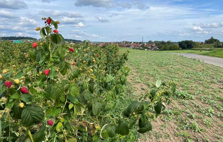 Himbeeren reifen unterschiedlich, was eine (maschinelle) Ernte über mehrere Wochen hinzieht. Himbeeren reifen unterschiedlich, was eine (maschinelle) Ernte über mehrere Wochen hinzieht.
