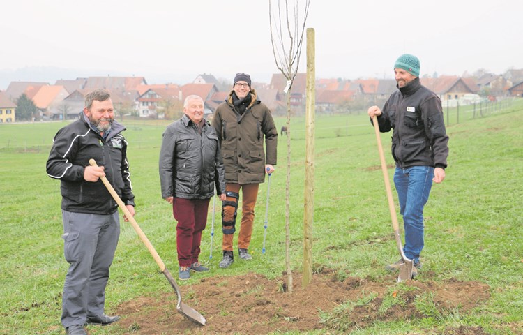 Landwirt Hanspeter Farner (links) ersetzt dank der Baumpflanzaktion 40 Obstbäume. Bei einem schaufelten auch Sponsoren und Organisatoren mit: Martin Zuber, GVZ-Direktor Lars Mülli und Obstbauexperte David Szalatnay. Landwirt Hanspeter Farner (links) ersetzt dank der Baumpflanzaktion 40 Obstbäume. Bei einem schaufelten auch Sponsoren und Organisatoren mit: Martin Zuber, GVZ-Direktor Lars Mülli und Obstbauexperte David Szalatnay.