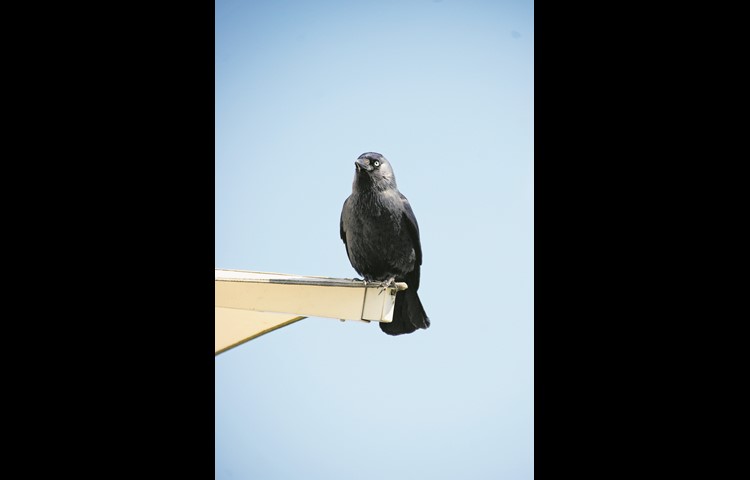Dohlen sind taubengrosse Vögel, die monogam leben: Männchen und Weibchen bleiben ein Leben lang zusammen.