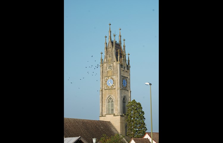 Im Kirchturm von Andelfingen brütet die grösste Dohlenkolonie des Kantons Zürich.