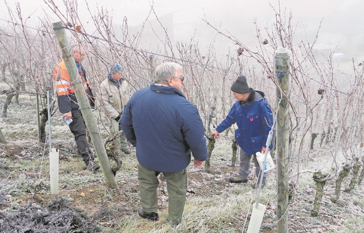 Rebbauberater Kari Keller (rechts) zeigte direkt im Weinberg, wie die Pflanzen richtig geschnitten werden. Rebbauberater Kari Keller (rechts) zeigte direkt im Weinberg, wie die Pflanzen richtig geschnitten werden.