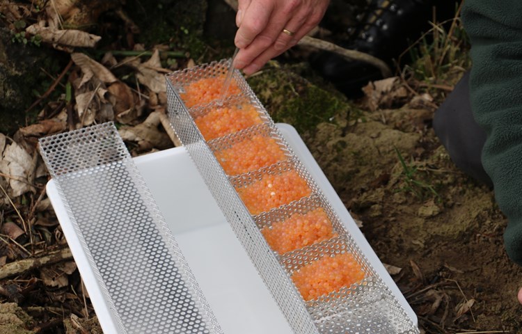 Jedes Gitter ist mit einer grossen Menge Forellenlaich gefüllt. Mit einer Pipette werden die weissen, bereits toten Eier entfernt. Jedes Gitter ist mit einer grossen Menge Forellenlaich gefüllt. Mit einer Pipette werden die weissen, bereits toten Eier entfernt.
