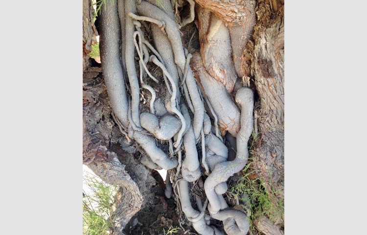 Verliebter Baum auf der Insel Elba. Verliebter Baum auf der Insel Elba.