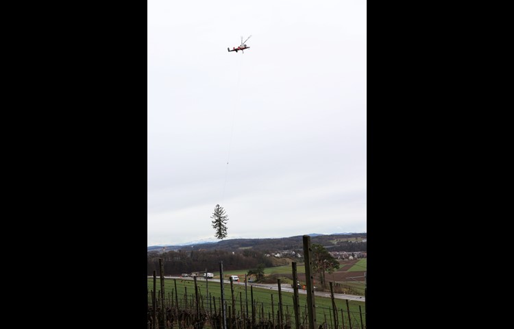 Eine Schwierigkeit der Baumkletter ist es, das Gewicht abzuschätzen. Zwar verfügt der K-Max-Heli über eine Waage, die Last ist dann aber schon am Haken.