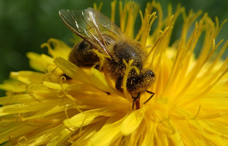 Bienen ganz nah: Susanne Wepfer hat eine Arbeiterin – eine weibliche Biene – auf einem Löwenzahn fotografiert. Bienen ganz nah: Susanne Wepfer hat eine Arbeiterin – eine weibliche Biene – auf einem Löwenzahn fotografiert.