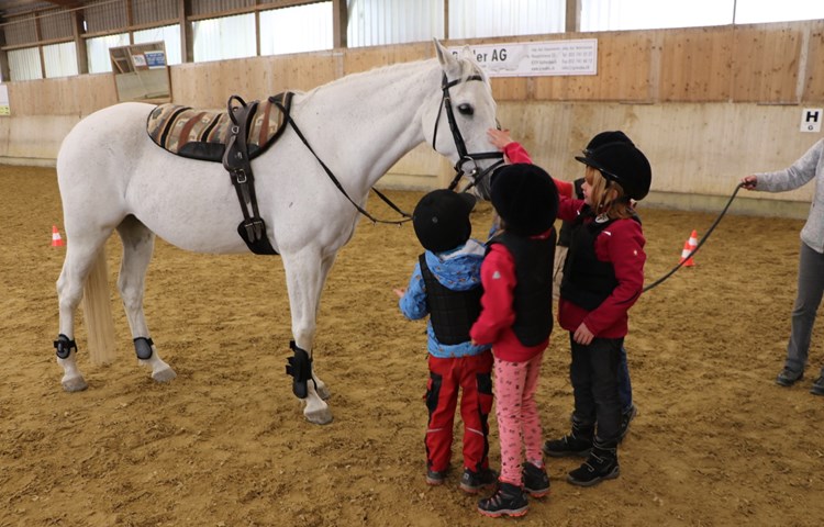 Die Kinder gehen auf Tuchfühlung mit der Stute Miss Manou. Weil sie viele schwarze Tupfen im Fell hat, gehört sie zu den sogenannten Fliegenschimmeln. Die Kinder gehen auf Tuchfühlung mit der Stute Miss Manou. Weil sie viele schwarze Tupfen im Fell hat, gehört sie zu den sogenannten Fliegenschimmeln.