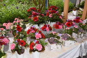 (Stürmischer) Frühlingsmarkt in Flaach (Stürmischer) Frühlingsmarkt in Flaach