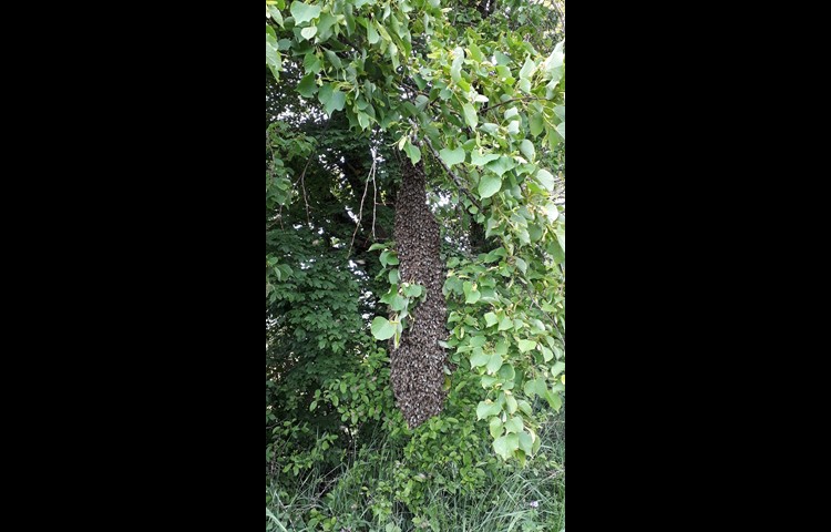 Die Schwarmtrauben, die die Bienen bilden, nachdem sie ihr Volk verlassen, sind unterschiedlich gross. Dieses Exemplar war 1,5 Meter lang, das sind rund 3,5 Kilogramm Bienen.