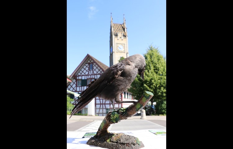 Mit rund 30 Brutpaaren ist die Dohlenkolonie im Andelfinger Kirchturm die grösste des Kantons. Um sie zu beobachten, rät das App, den Blick vom Vorplatz des B&B&B auf die Kirche zu richten. Die Dohlen fliegen bei den Rosetten ein und aus.