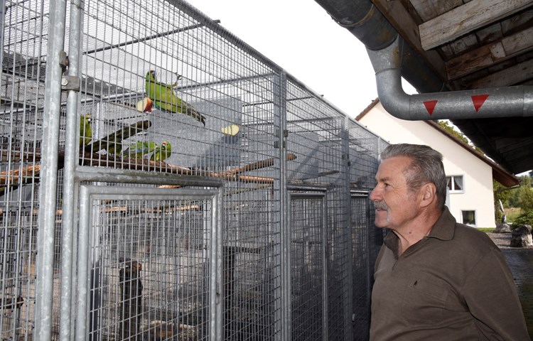 Kurt Beutler liebt es, seinen Vögeln – wie hier den neuseeländischen Springsittichen – zuzusehen. Mehrmals am Tag geht er durch die Anlage und schaut nach dem Rechten. Kurt Beutler liebt es, seinen Vögeln – wie hier den neuseeländischen Springsittichen – zuzusehen. Mehrmals am Tag geht er durch die Anlage und schaut nach dem Rechten.