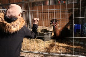 Thalheimer Dorfmärt: Der Bilderbuch-Weihnachtsmarkt Thalheimer Dorfmärt: Der Bilderbuch-Weihnachtsmarkt